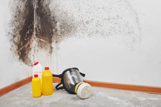 Best Mold Remediation for Specific Building Types in Purcell, OK