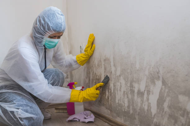 Best Attic Mold Remediation in Purcell, OK