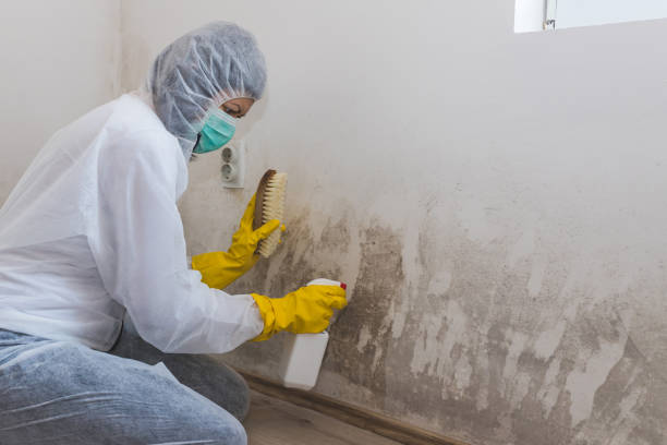 Best Post-Flood Mold Remediation in Purcell, OK