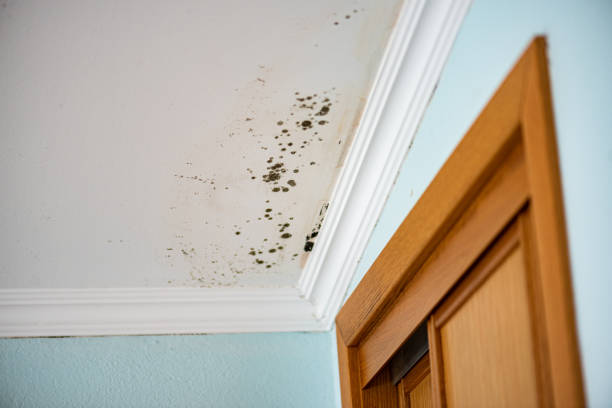 Best Insurance-Related Mold Remediation in Purcell, OK
