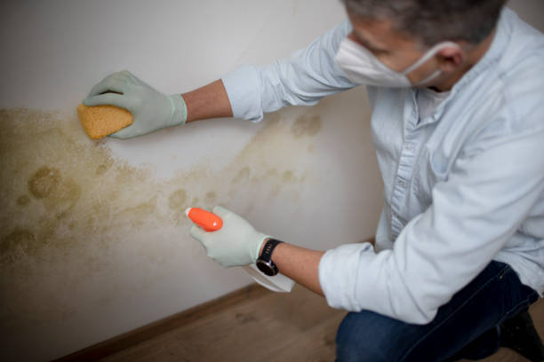 Best Industrial Mold Remediation in Purcell, OK