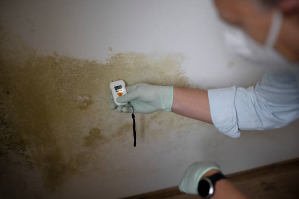 Best DIY Mold Remediation Support Services in Purcell, OK
