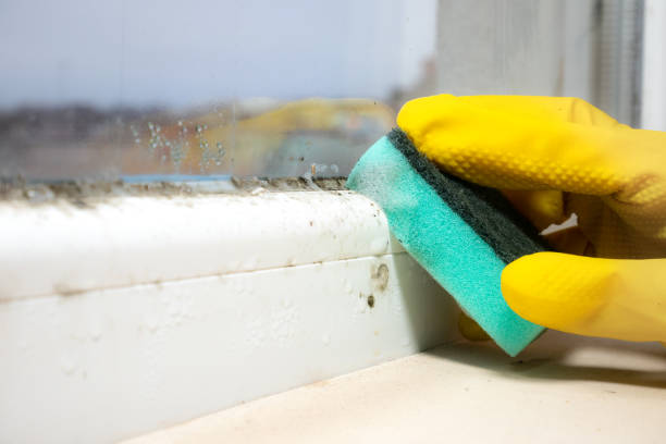 Best Health and Safety Mold Remediation in Purcell, OK