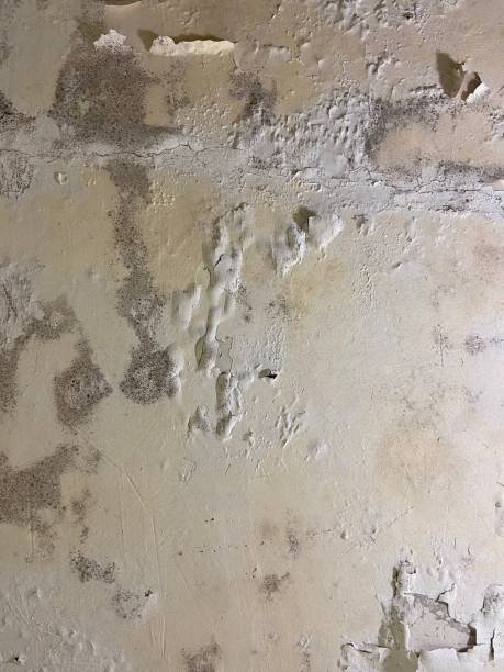 Best Residential Mold Remediation in Purcell, OK