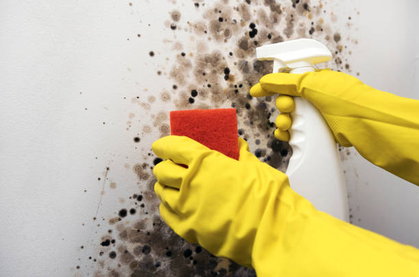 Best Crawl Space Mold Remediation in Purcell, OK